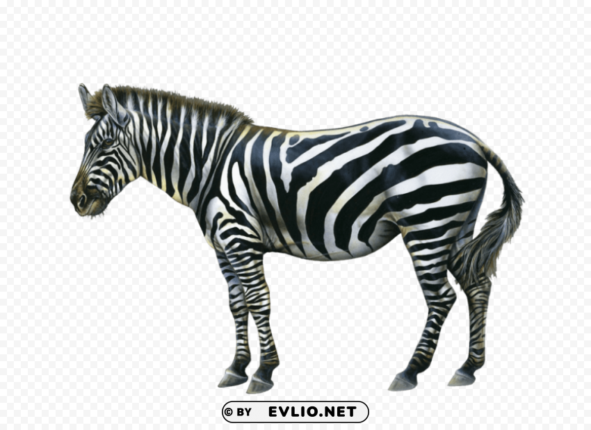 zebra free pictures HighResolution Transparent PNG Isolated Item