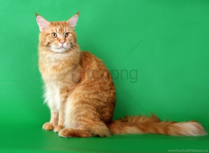 beautiful cat furry photo shoot purebred wallpaper Transparent PNG image free