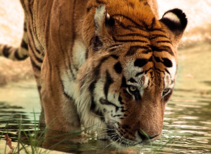 big cat face predator tiger water wallpaper PNG images for editing