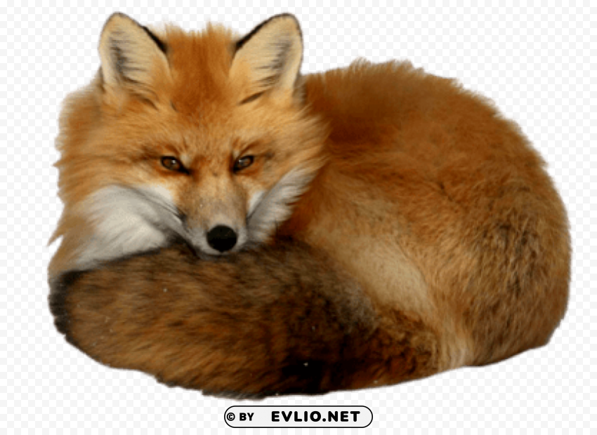 fox Isolated Artwork on Transparent Background