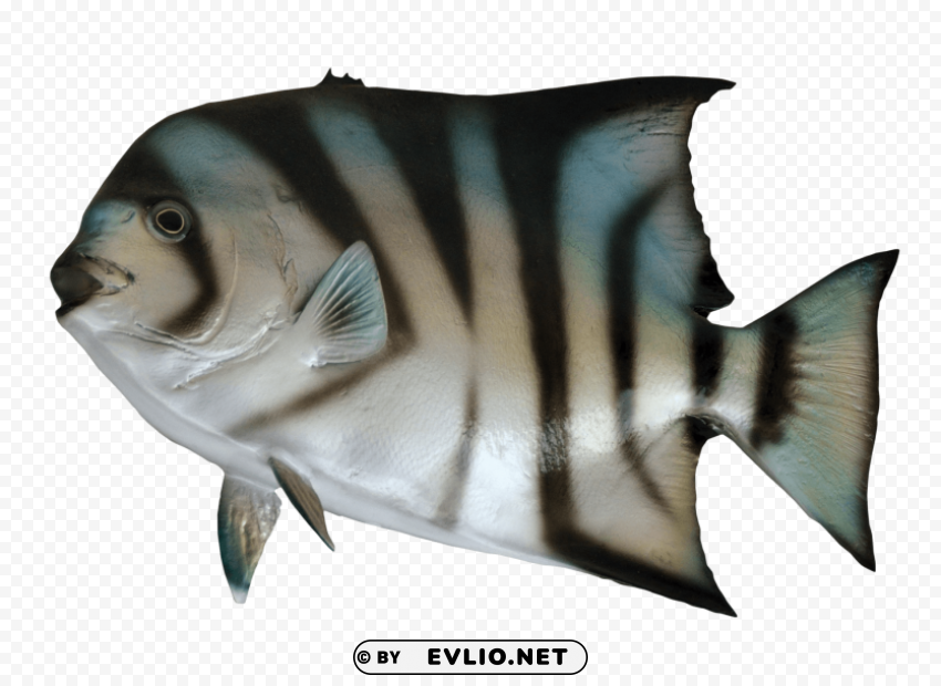 Spade Fish PNG with no registration needed