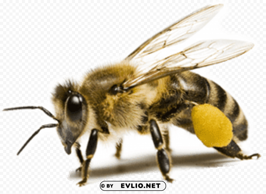 bee nectar Transparent Background Isolation in PNG Format
