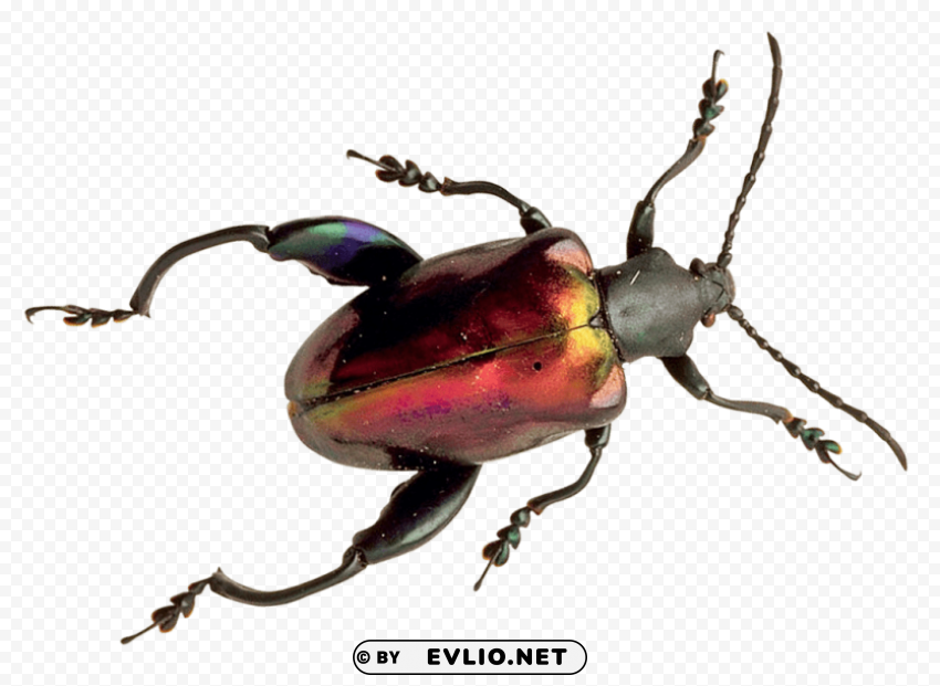 beetle HighQuality PNG Isolated on Transparent Background