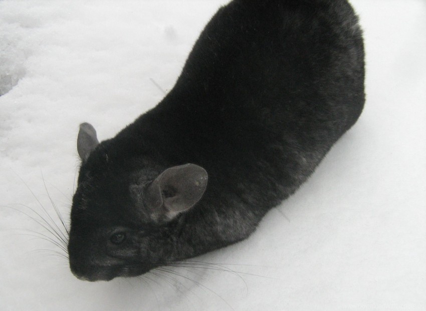 black chinchilla snow walk wallpaper PNG images for merchandise