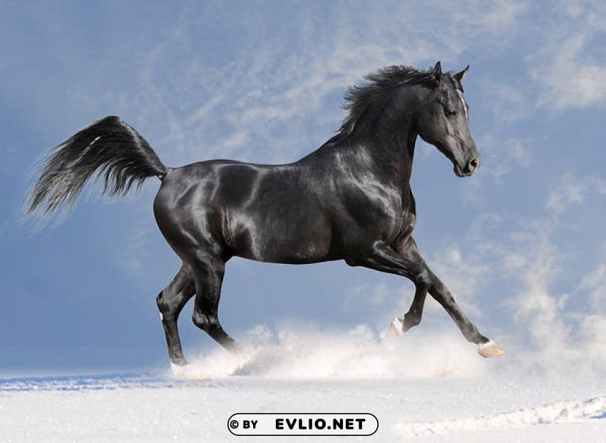 black horse PNG images without subscription