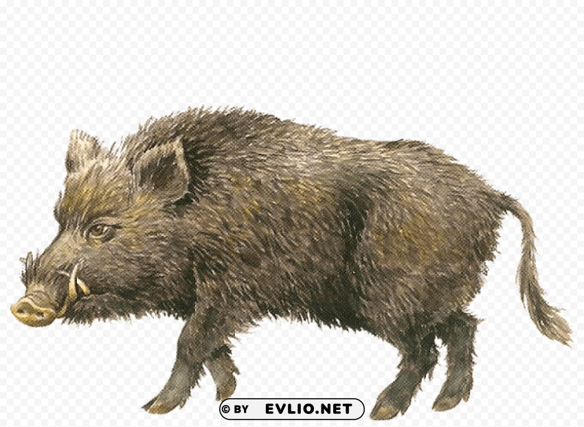 boar Isolated Character with Clear Background PNG