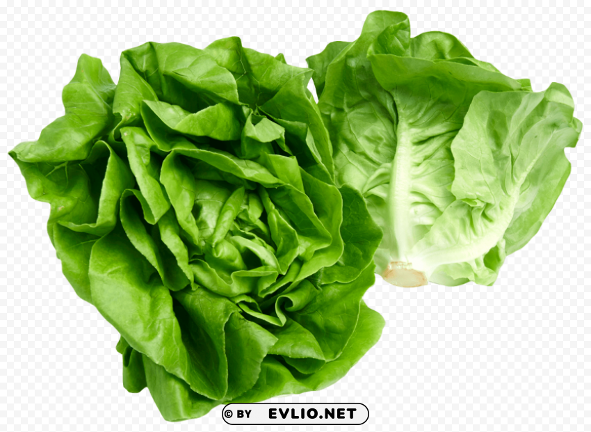 butterhead lettuce PNG Illustration Isolated on Transparent Backdrop