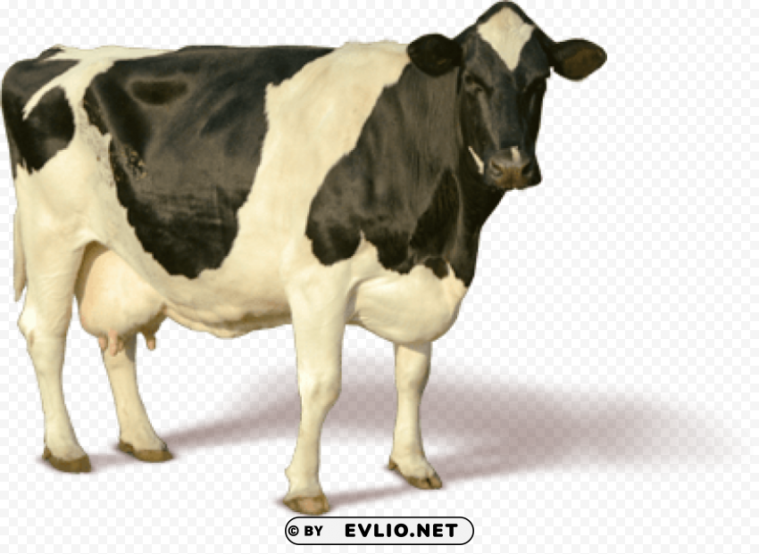 cow HighQuality Transparent PNG Isolated Artwork
