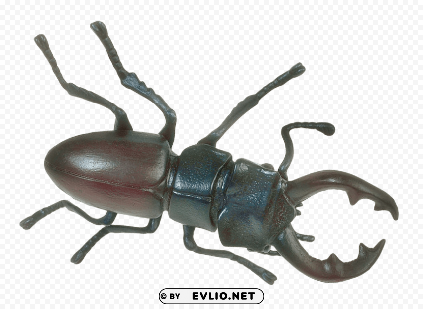 insect Transparent PNG download