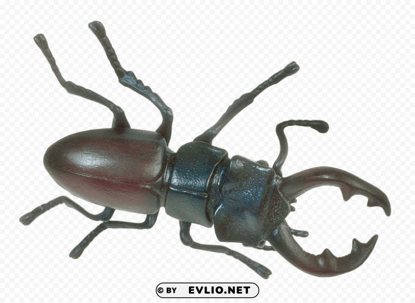 Insect Transparent PNG Download