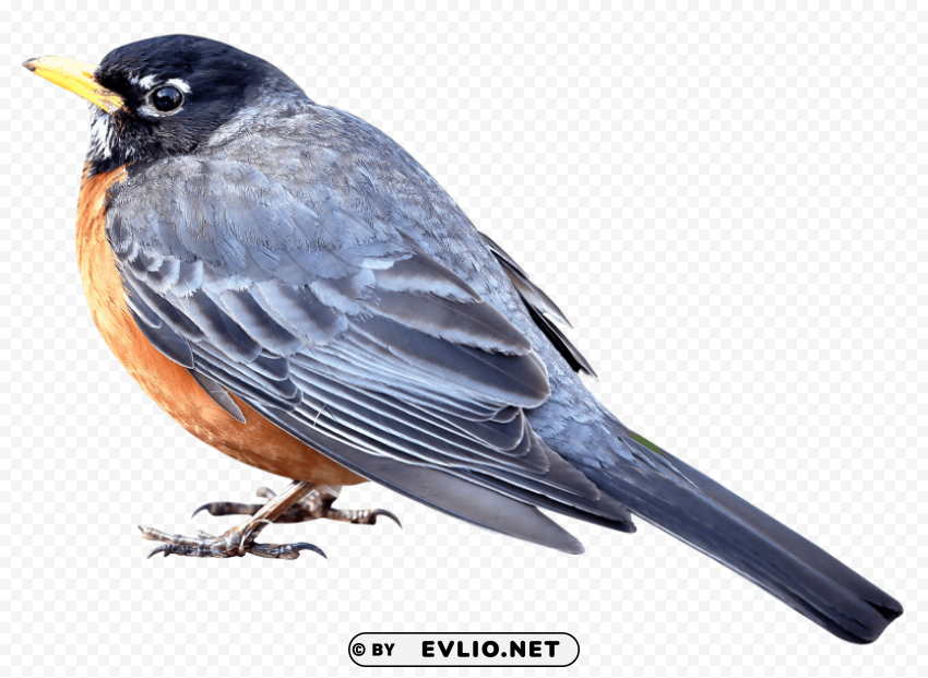 merle bird Isolated Artwork on Transparent Background PNG