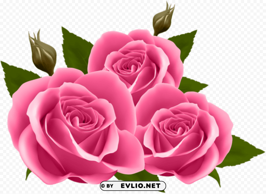 pink roses HighQuality Transparent PNG Isolated Element Detail