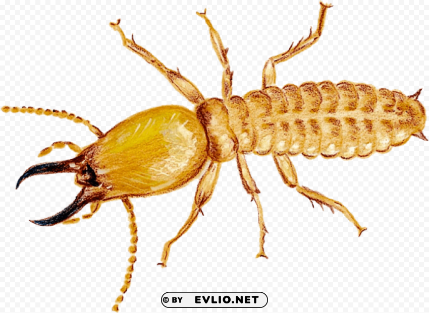 termite Free download PNG images with alpha channel diversity png images background - Image ID baa24d6c