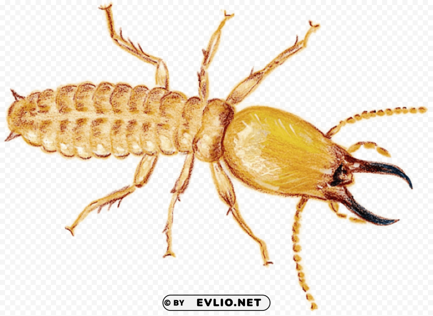 termite download Free PNG images with alpha transparency comprehensive compilation png images background - Image ID 69694262