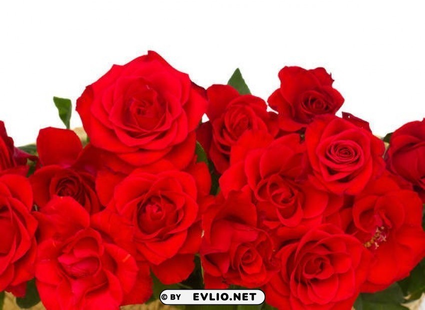 whitewith red roses Isolated Object in HighQuality Transparent PNG