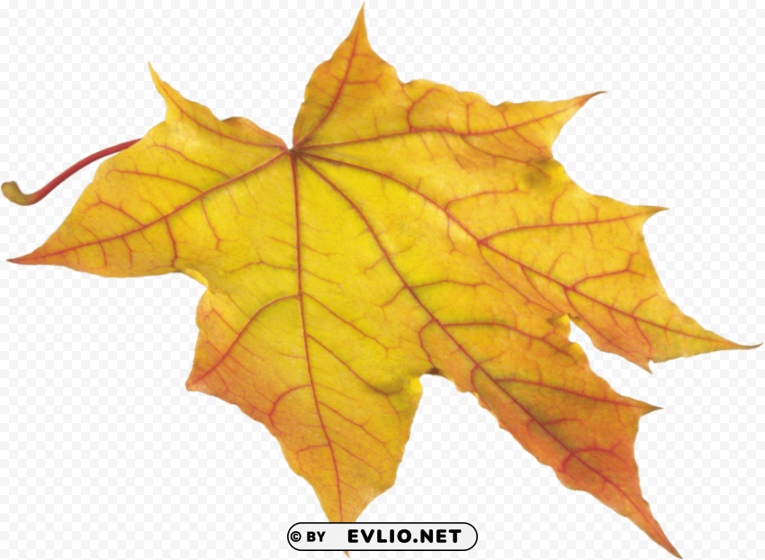 autumn leaf PNG transparent photos library