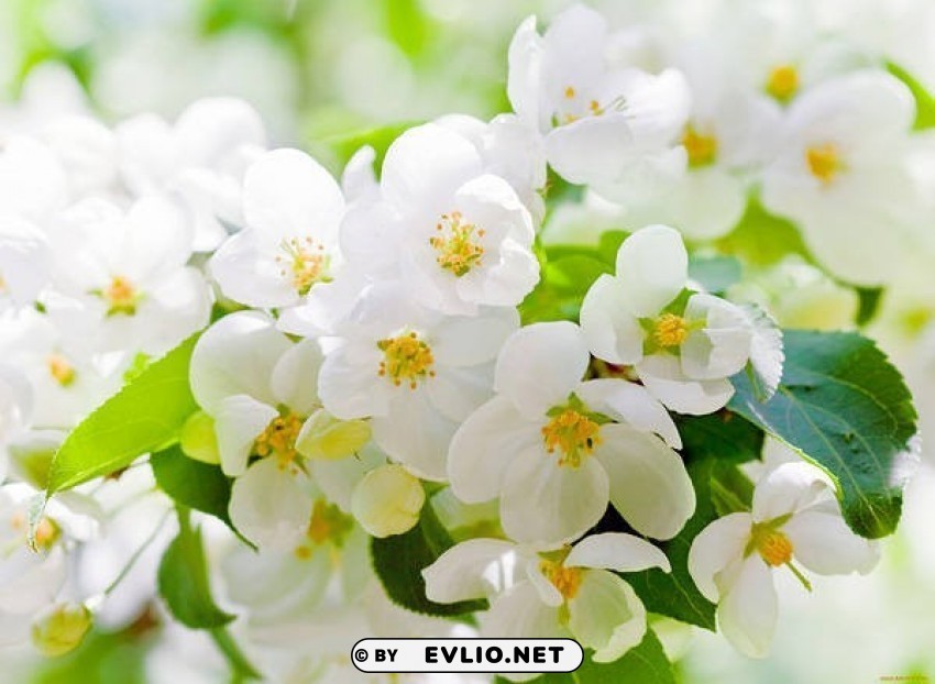 blooming spring wallpaper PNG art