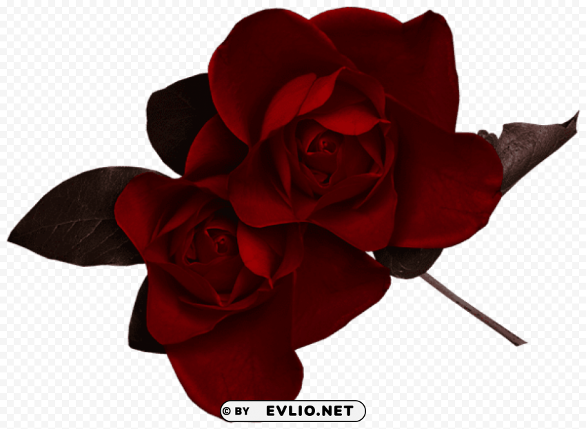 PNG image of dark red rose PNG for business use with a clear background - Image ID 619253c8