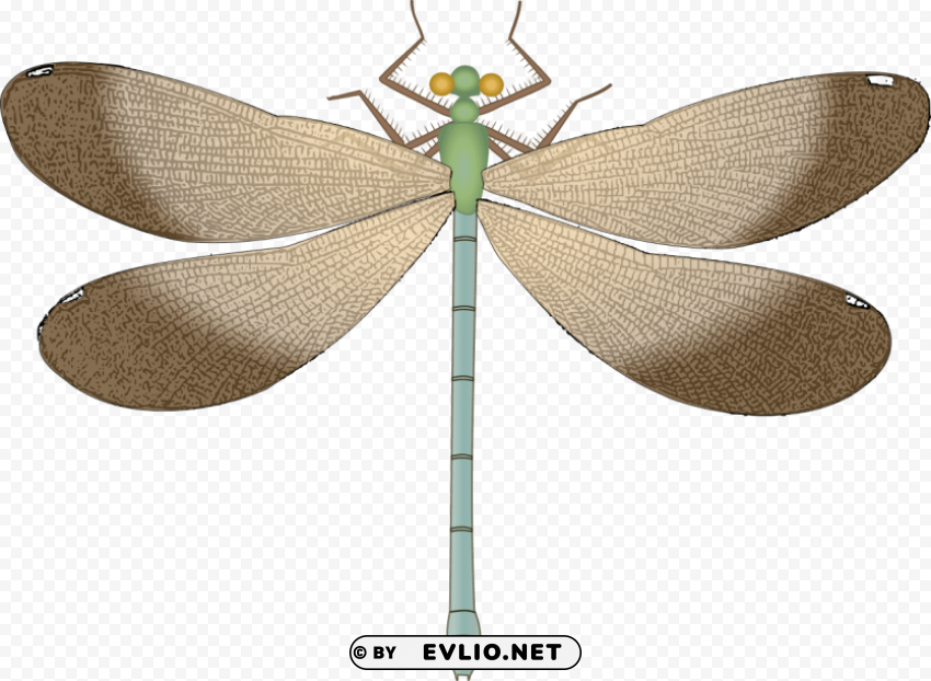 dragonfly Free PNG clipart png photo - e0aaeec1