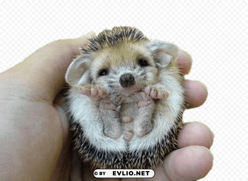 hedgehog flipped over PNG files with clear background variety