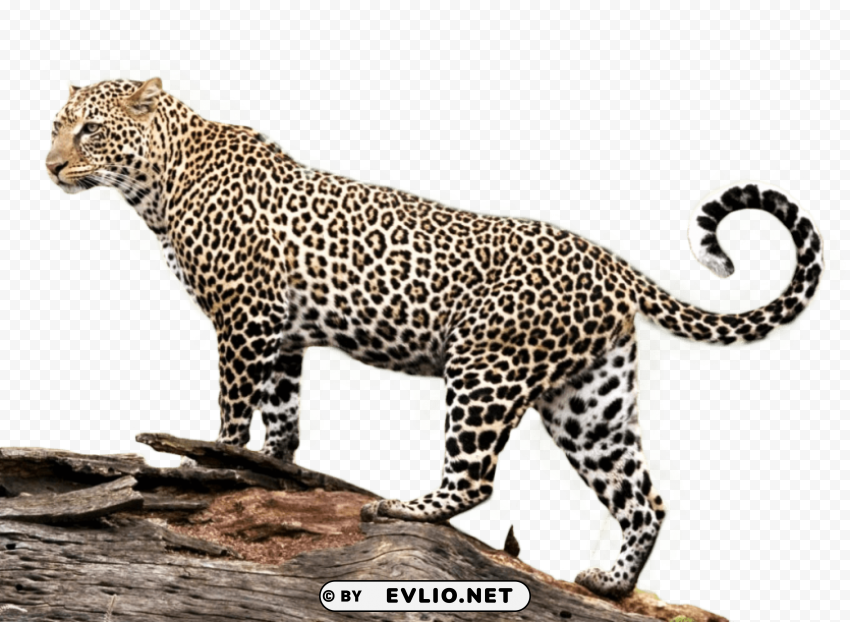 Jaguar Transparent PNG Images Pack