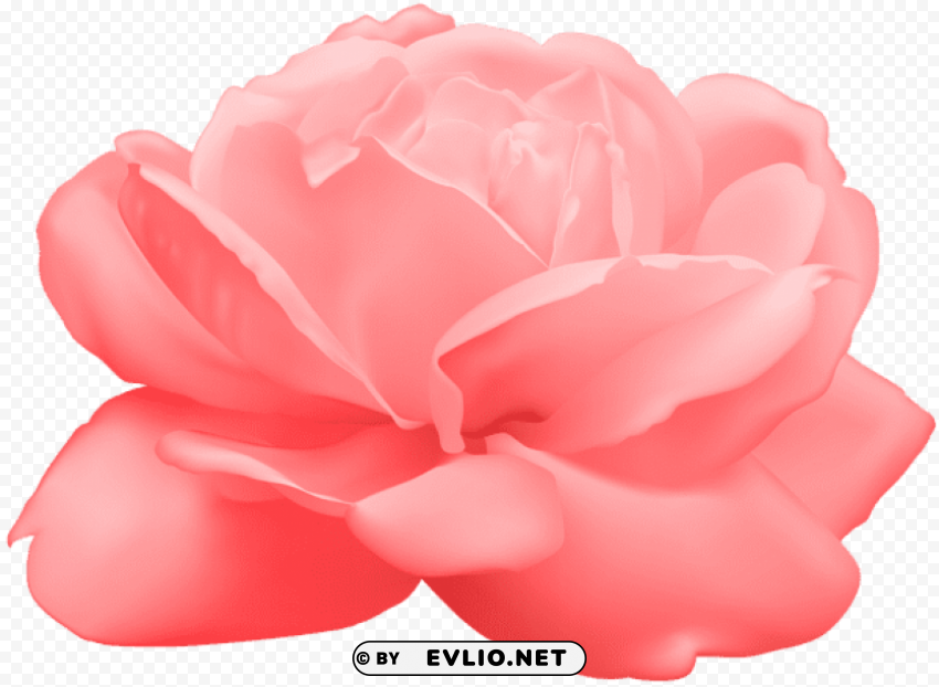 rose PNG photo without watermark
