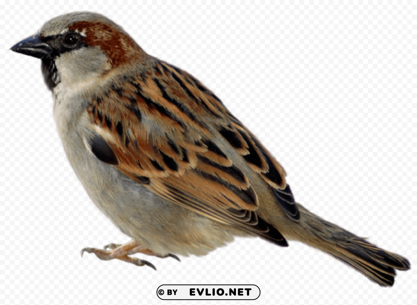 sparrow Free PNG images with alpha channel variety