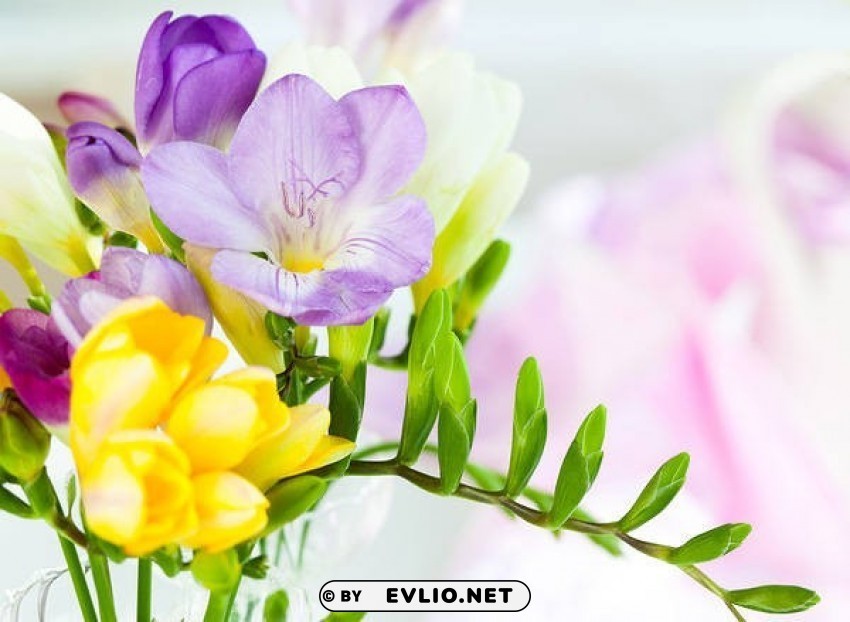 spring flowers Free PNG images with alpha channel variety