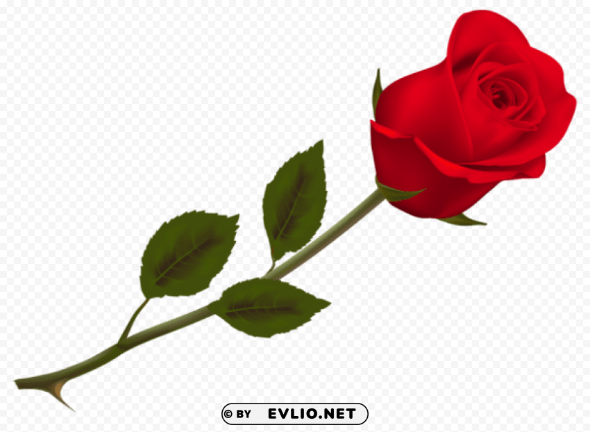 transparent beautiful red rose PNG for business use
