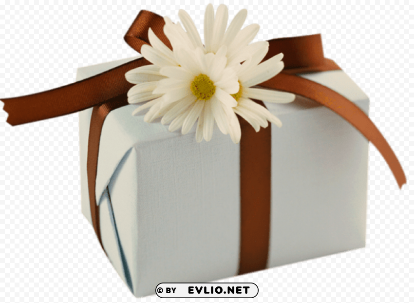 white with brown bow and daisies Isolated Item on Transparent PNG