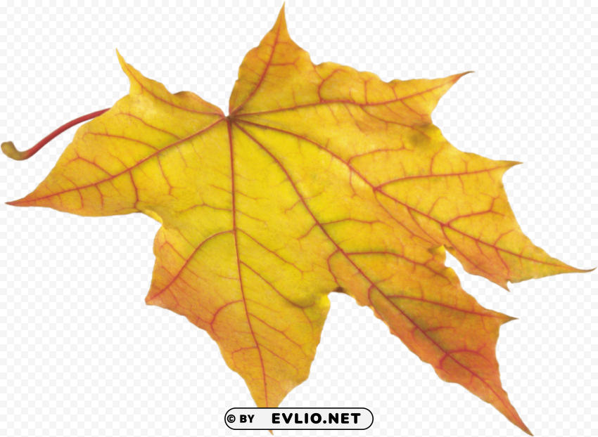 yellow leaf Isolated Design Element in PNG Format