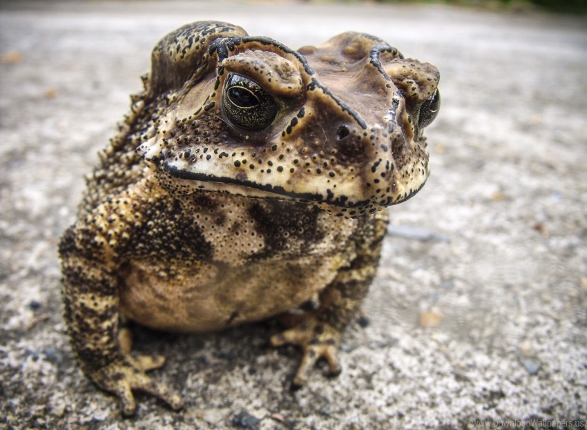 amphibian frog toad wallpaper PNG images with transparent canvas comprehensive compilation