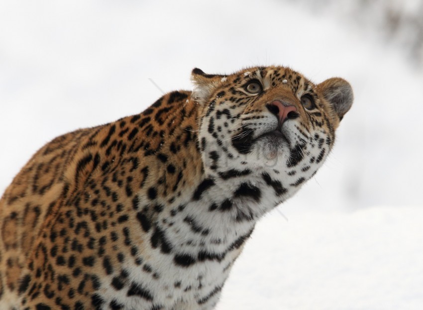big cat jaguar predator wallpaper Isolated Character on Transparent PNG