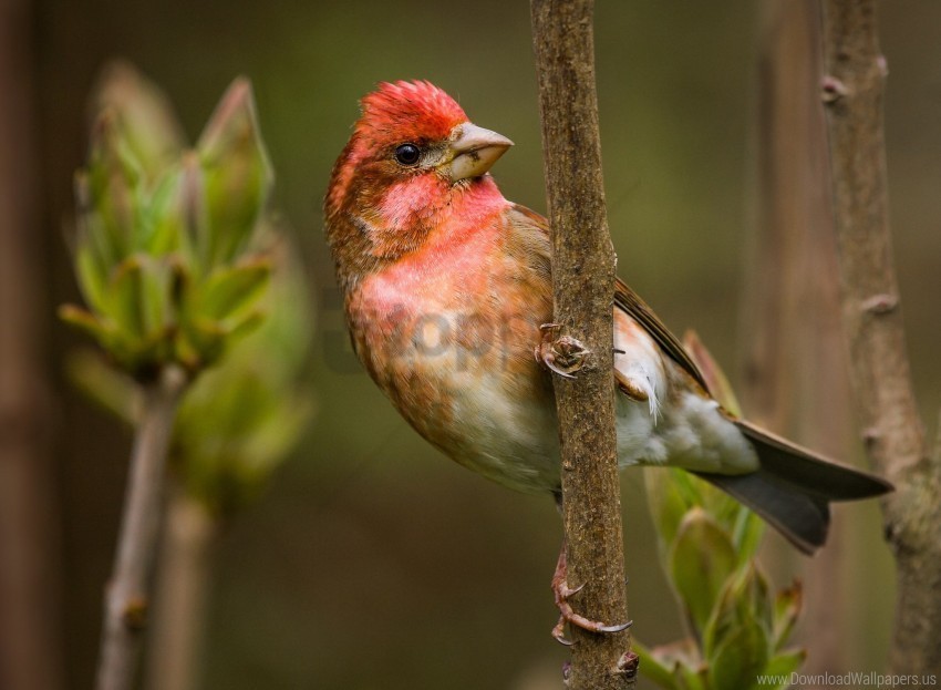 bird branch finch sit wallpaper Transparent Background Isolated PNG Item
