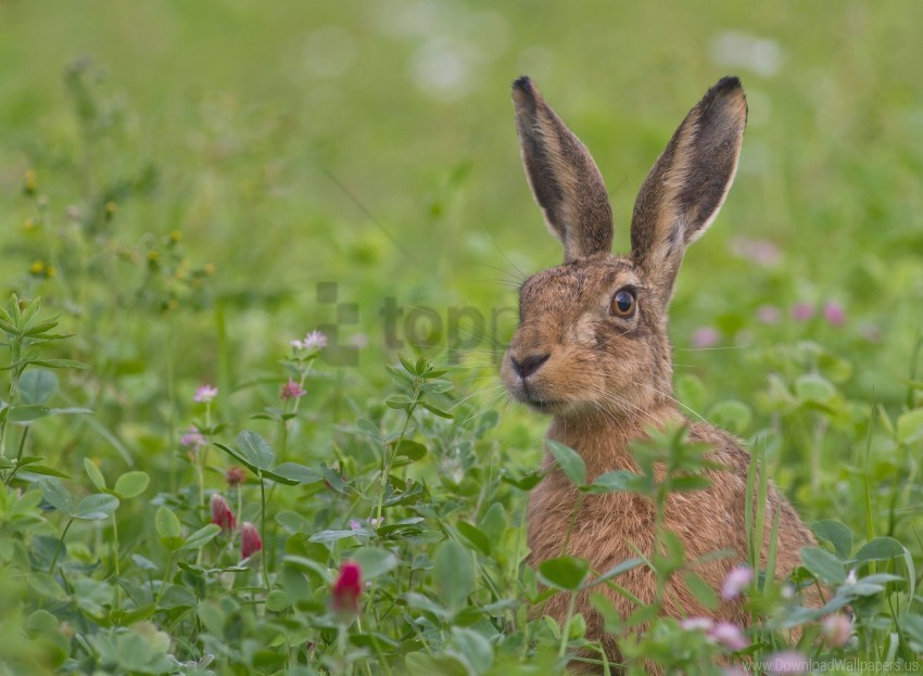 face fear flowers grass hare wallpaper PNG graphics with clear alpha channel collection