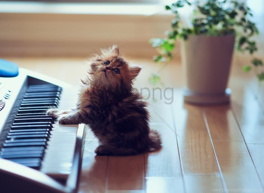floors fluffy keyboards kitty playful sit synthesizer wallpaper PNG transparent design diverse assortment