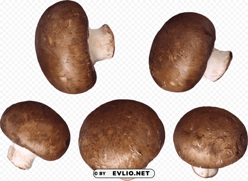 mushroom PNG Graphic with Transparent Isolation