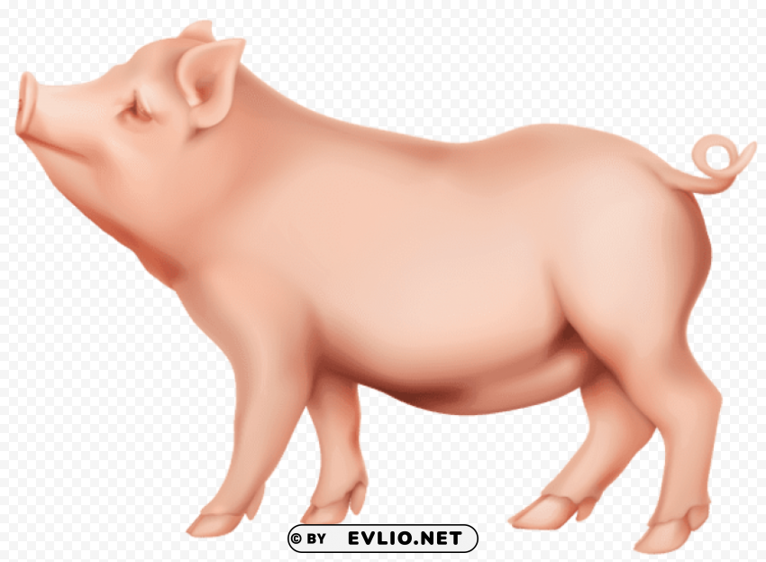 pig PNG files with no royalties