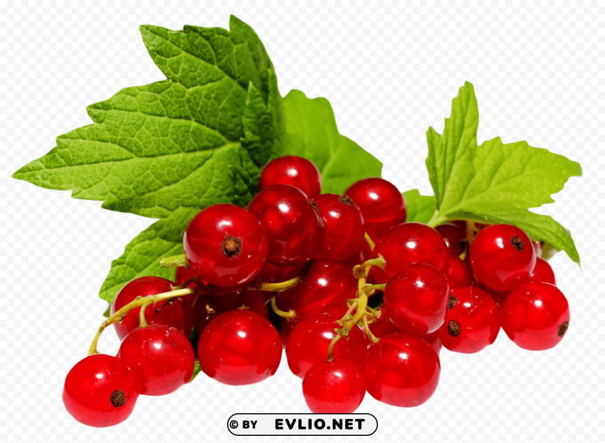Redcurrant Isolated Object in HighQuality Transparent PNG