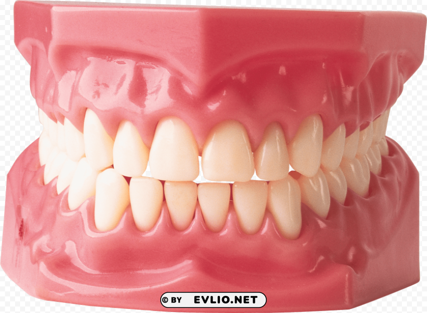 teeth PNG file without watermark