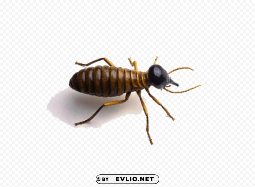 termite Free download PNG with alpha channel