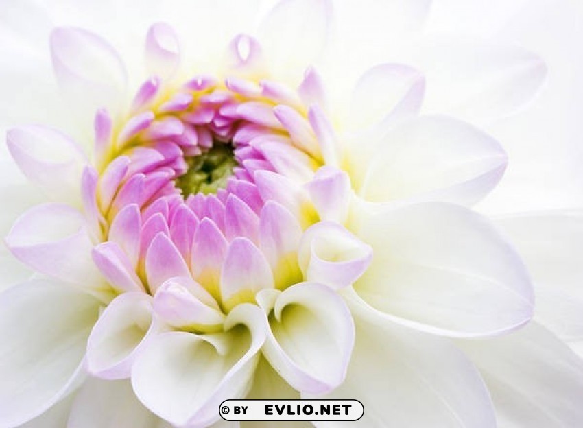 beautiful chrysanthemum Transparent PNG Isolated Illustrative Element
