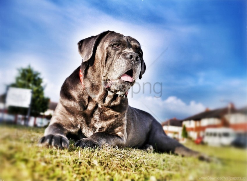 cane corso dog face grass hdr wallpaper PNG images with clear alpha channel