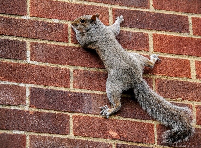 climbing squirrel tail wall wallpaper PNG images for editing