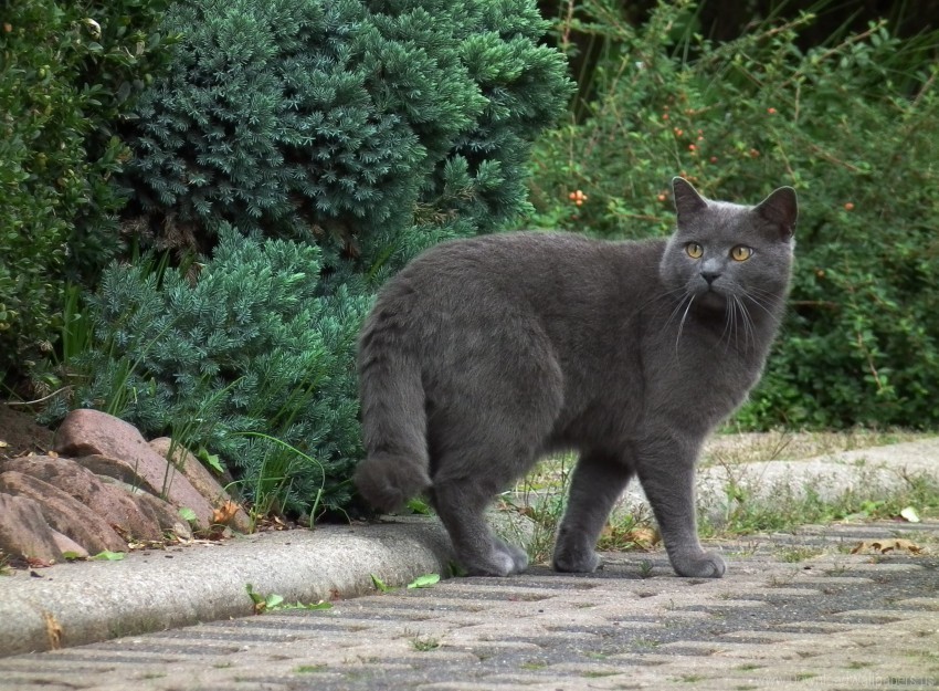 breed cat chartreux gray walk wallpaper PNG pictures with no background required