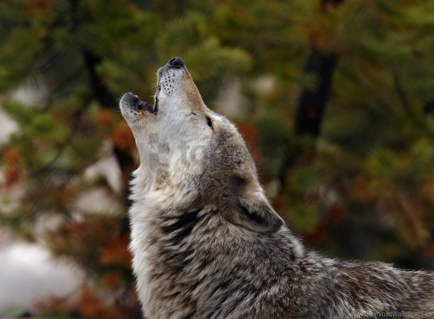 crying dog howling wolf wallpaper PNG Isolated Subject on Transparent Background