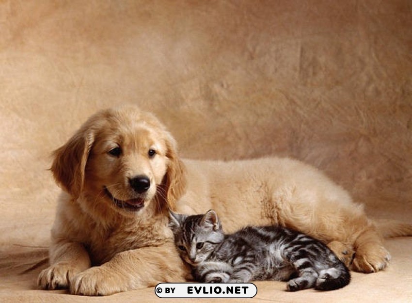 Cute Dog And Cat PNG Images With Transparent Canvas Variety