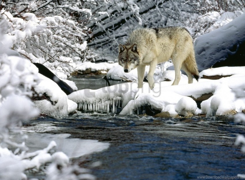 River Snow Spring Water Wolf Wallpaper Transparent PNG Images For Graphic Design