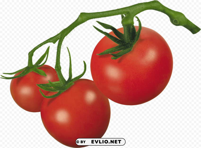 tomato on vine Transparent PNG Isolated Object