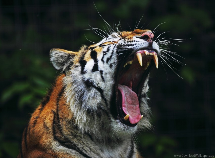 anger big cat face teeth tiger wallpaper Clear PNG pictures comprehensive bundle